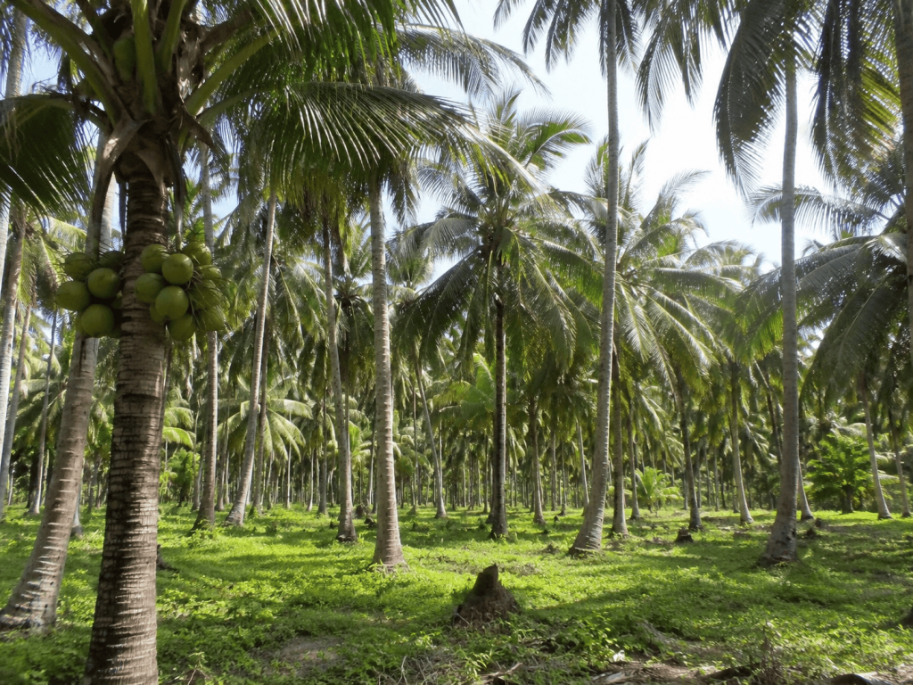 Coconut products exporter Indonesia