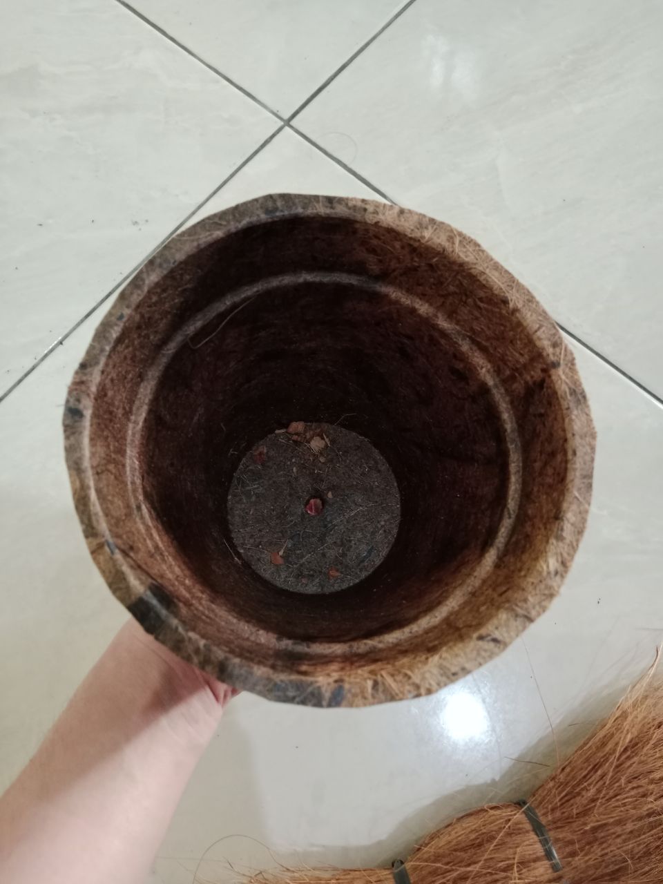 Biodegradable coco pot ready for direct planting into soil