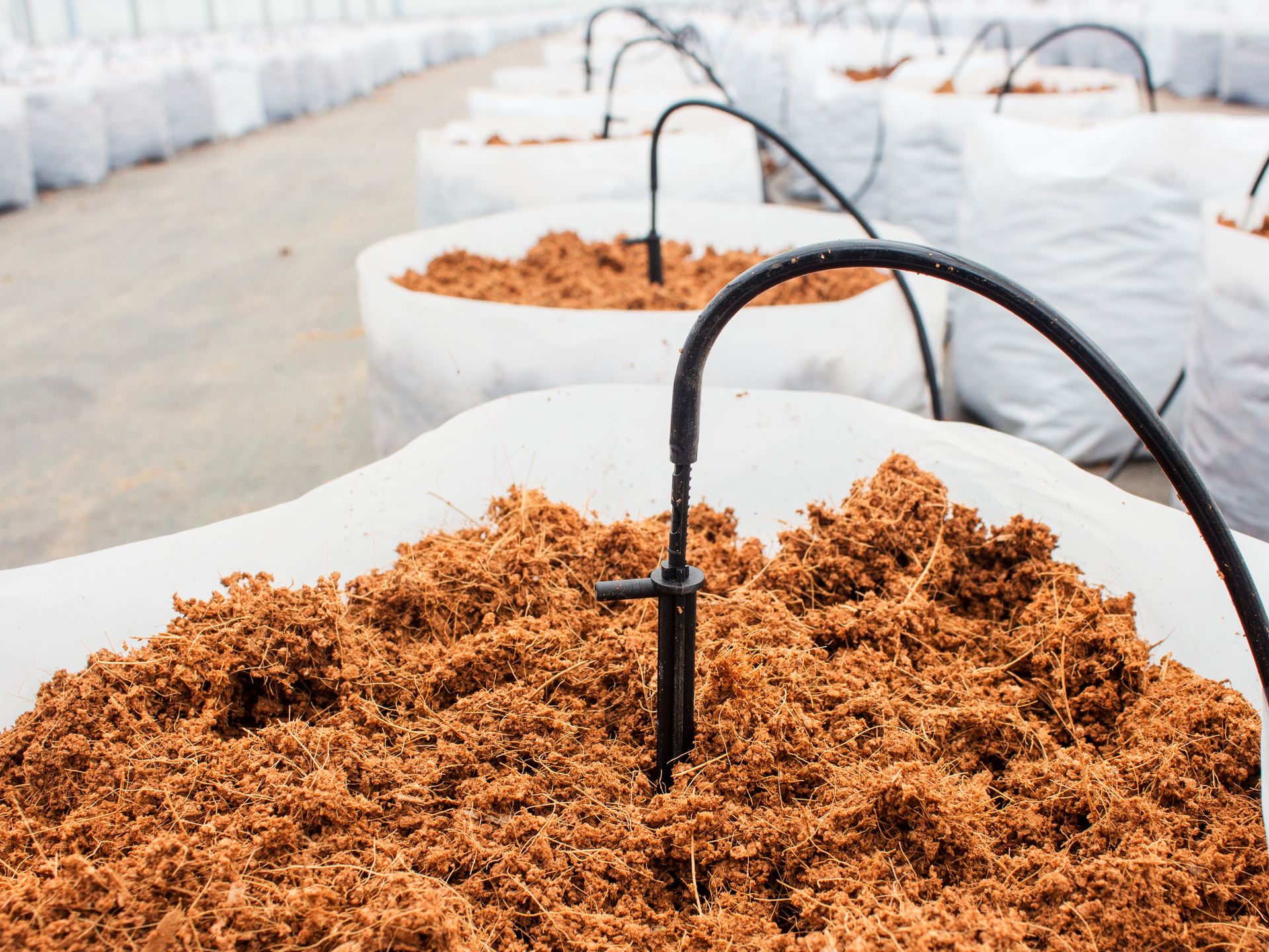Preparation of coco peat for vegetable cultivation with drip irrigation