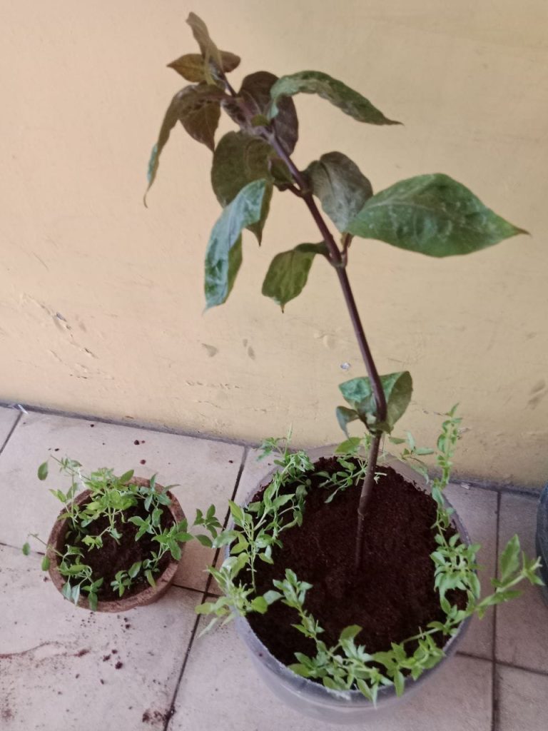 Cocopeat & Cocopot For Planting