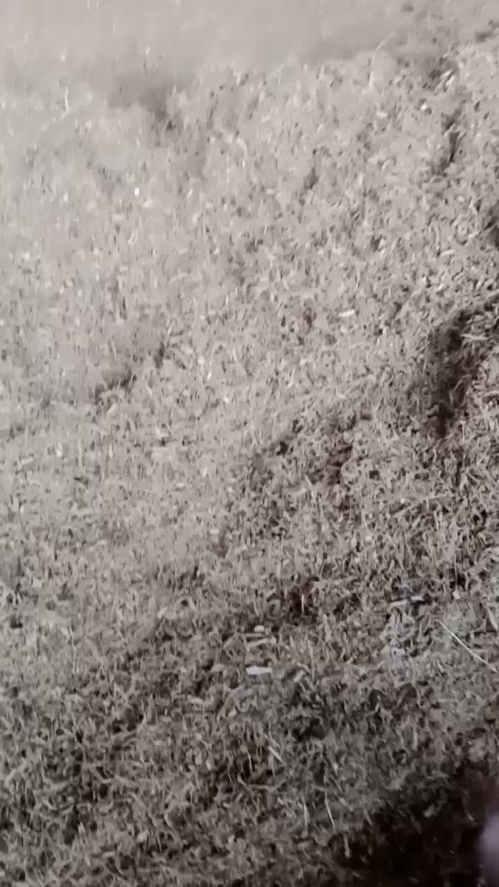 Raw Cocopeat Material Inspection - Pre-Sieving Process Before Blocking