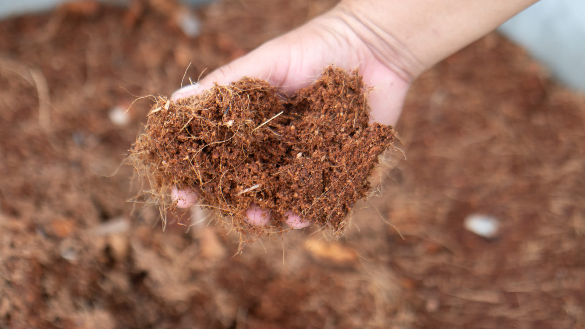 Close-up of hand holding rich coco peat growing medium