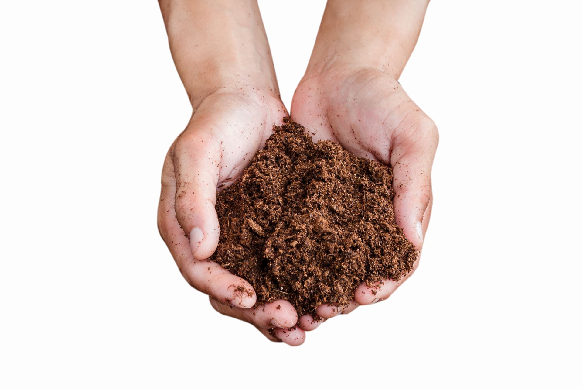 Soil peat moss held in hand, isolated on white background
